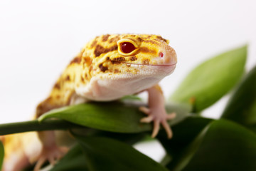 Orange leopard gecko walking and looking forward in green leaves