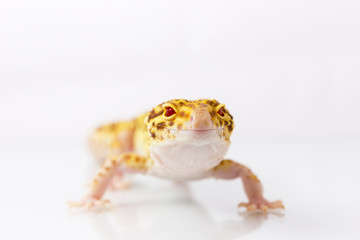 Orange leopard gecko walking and looking at camera on white background