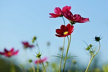 Delicate red meadow flower with blue sky background