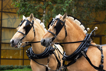 Two norvegian fjord males in blinkers staying outdoor
