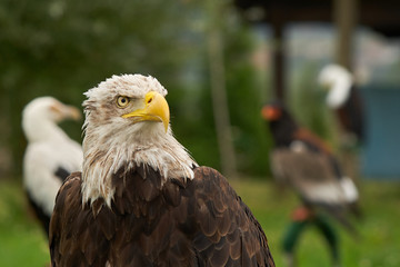 American eagle backgrounded with other raptors