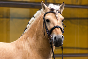 Norvegian fjord male in bridle staying outdoor