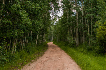 Fototapeta premium A grove of green aspen trees in the Rocky Mountains of Colorado