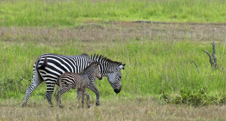 Zebra mother with small one in Mikumi national park, Tanzania