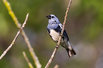 Cambada-de-chaves (Tangara brasiliensis) | White-bellied Tanager in forest area photographed in Linhares, Espírito Santo state - Brazil