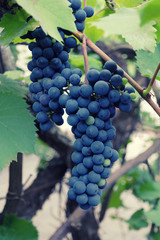 Fototapeta premium Two bunch of ripe blue round grapes on a vine