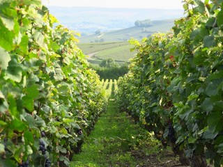 Fototapeta na wymiar Perspective entre deux rangées de pieds de vigne en été, en Champagne (France)