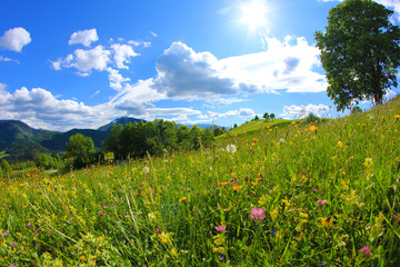 Sommer Blumenwiese 