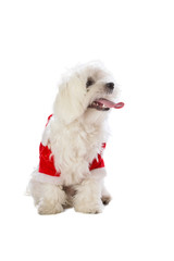 Lovely bichon on white background at Christmas