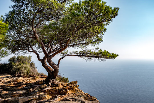 Frankreich, Provence-Alpes-C&ocirc;te d'Azur, Cassis, die Stadt Cassis an der Calanque K&uuml;ste, hier der Blick von oben auf die Bucht von Cassis
