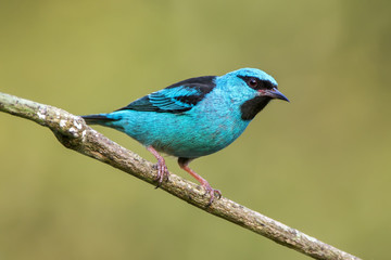 Saí-azul Macho (Dacnis cayana) | Blue Dacnis Male in forest area photographed in Linhares, Espírito Santo state - Brazil