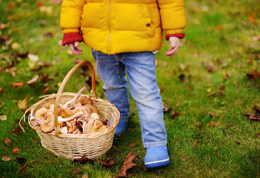 Close-up photo of little boy picking mushroom in basket