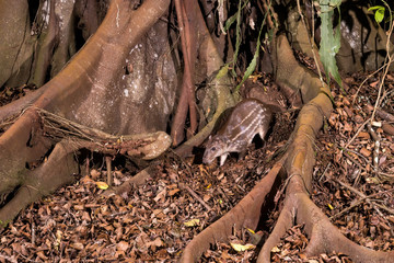 Paca (Cuniculus paca) | Lowland paca in forest area photographed in Linhares, Espírito Santo state...