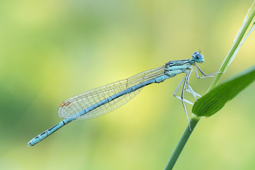 dragonfly, bluetail damselfly, pióronóg