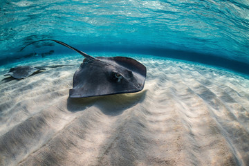 Sting Ray