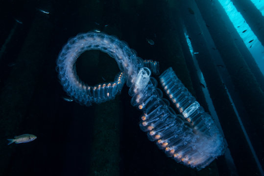 Salp Chain