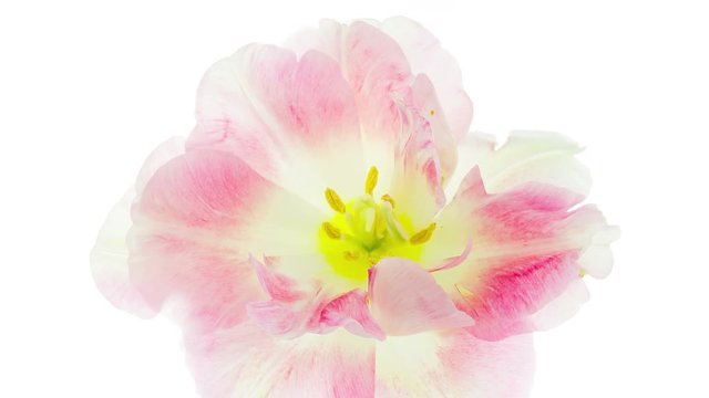 Timelapse of a light pink double peony tulip flower blooming on white background
