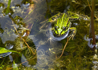 Teichfrosch (Pelophylax esculentus)