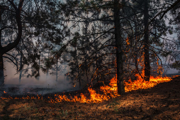  wildfire, burning pine forest .