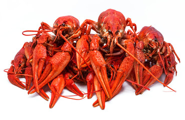 red crawfish with large claws, isolated on white background.