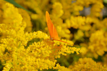 Julia butterfly on yellow flowers