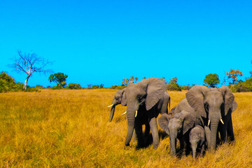 Elephant herd