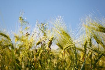 Obraz premium Rye Field Detail