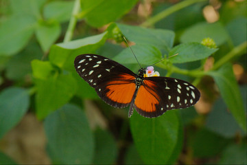 Tiger Longwing butterfly