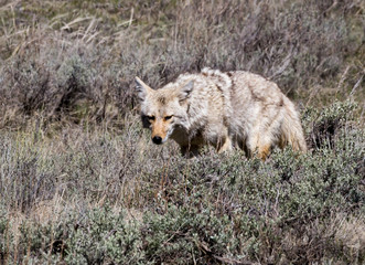 Coyote