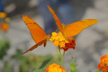 Fototapeta premium Julia butterflies on flower