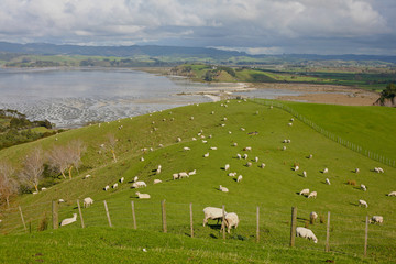 Springtime lambs in a field at Duder Regional Park, near Auckland, New Zealand