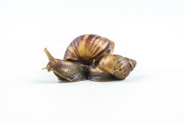snails on white background  ,Can convey the love of family or Love between mother and child