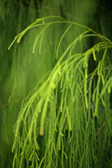 Organic green foliage fronds create a beautiful natural background