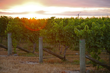 Early morning in Marlborough, as the orange sun peeks over the vines at a winery