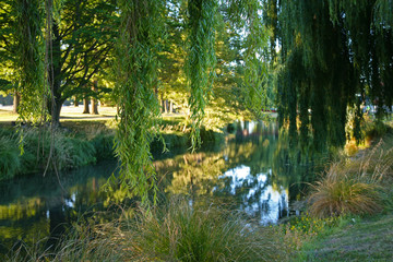 On the banks of the River Avon in summer - Green and lush scenes besides Hagley Park, in Christchurch, New Zealand 