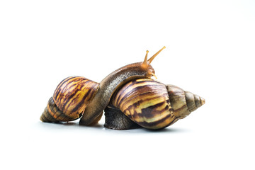 snails on white background  ,Can convey the love of young people or competition