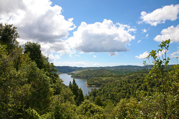 Walking in New Zealand's Hunua Ranges in summertime, looking down on water from a high vantage point in the trees