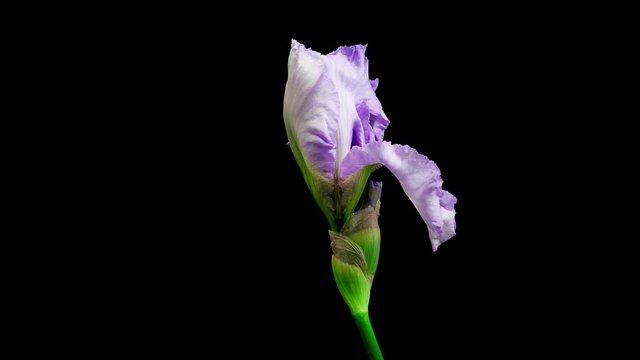 Timelapse of a blue iris flower blooming on black background