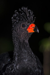 Mutum-de-bico-vermelho (Crax blumenbachii) | Red-billed Curassow in forest area photographed in Linhares, Espírito Santo state - Brazil