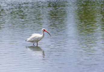 American white ibis bird