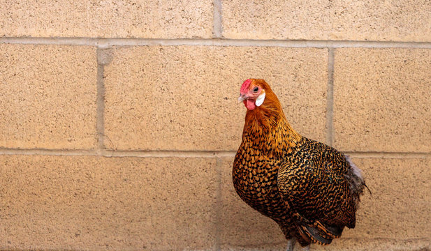 Brown Welsummer chicken