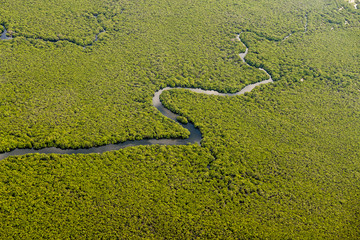 mangroves, Torrens Island