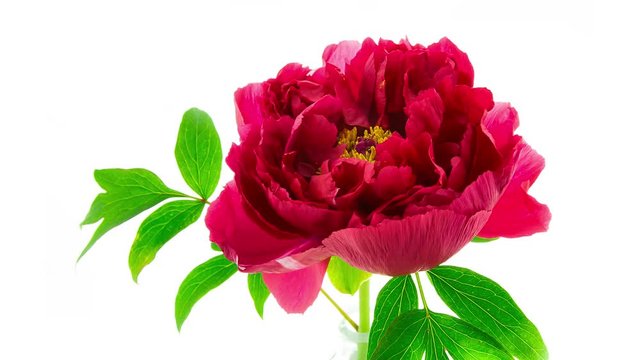 Timelapse of pink peony Shima Nishiki flower blooming and fading on white background