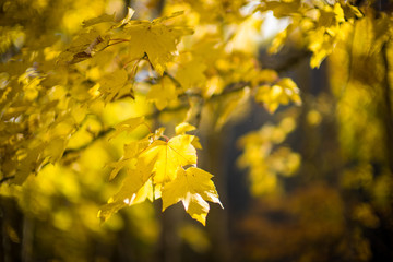 New Zealand Autumn colors
