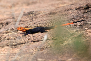 Red Headed Agama Lizard - Uganda, Africa