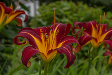 Day Lily Glory
