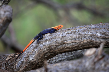 Red Headed Agama Lizard - Uganda, Africa