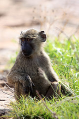 Baboon - Uganda, Africa