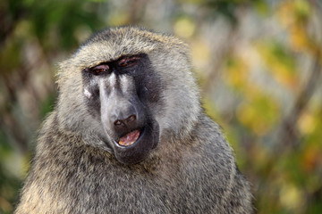 Baboon - Uganda, Africa