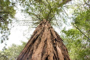 Naklejka premium Aged Redwood